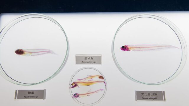 Brain science — The Secret to Human Behaviour Might Lie with a Tiny, Transparent Fish (featured)