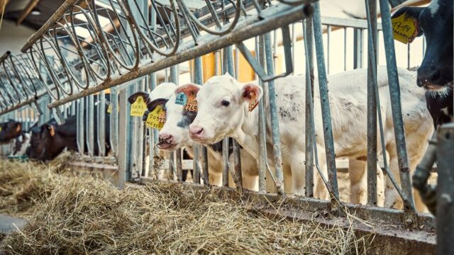 Chromium — World Chromium Set to Dominate Livestock Nutrition Market (featured)