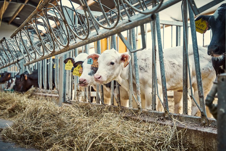 Chromium — World Chromium Set to Dominate Livestock Nutrition Market (featured)