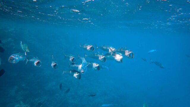 Is — Is a transparent fish the future of brain science? This center is bett (featured)