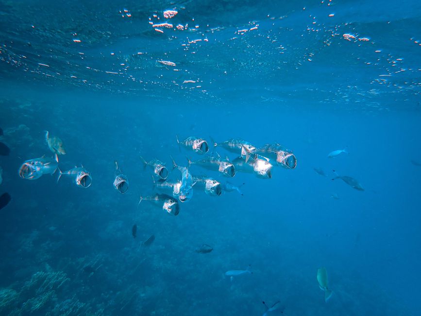 Is — Is a transparent fish the future of brain science? This center is bett (featured)