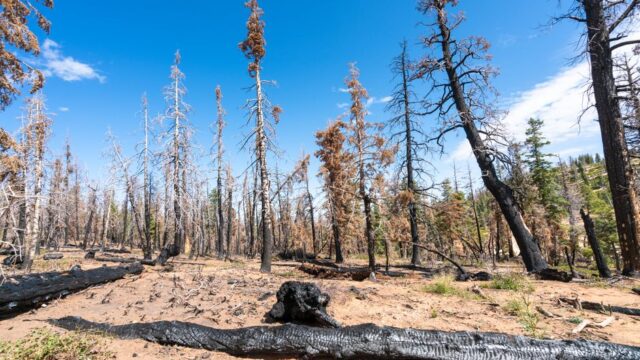 climate change — How much longer will we stand by as wildlands burn? (featured)