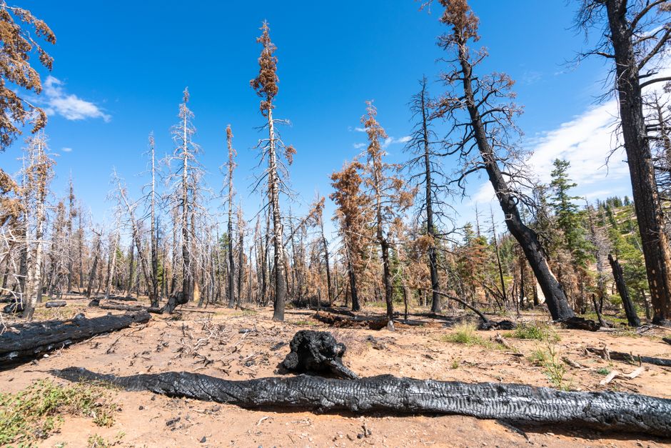 climate change — How much longer will we stand by as wildlands burn? (featured)
