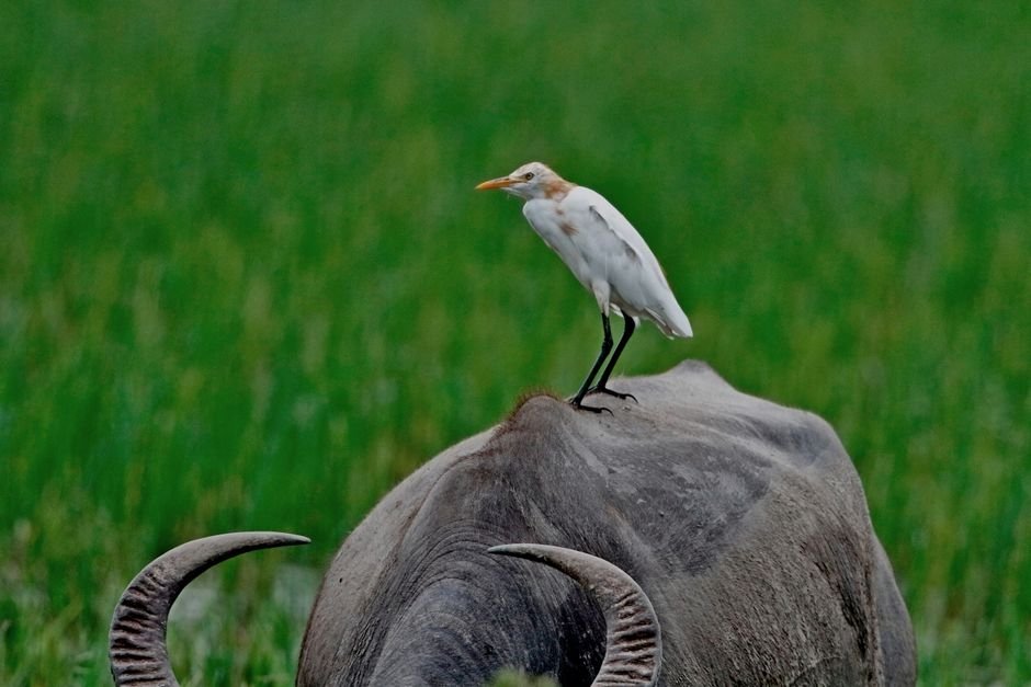 celebrity — Buffalo Named "Donald Trump": A Symbol of South Asian Absurdity (featured)
