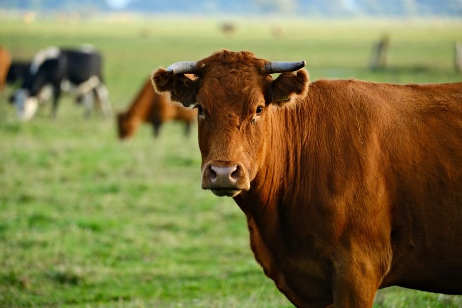 Brazilian beef — UK Considers EU-style Brazilian Beef Ban: A Sustainability Showdown (inline 1)
