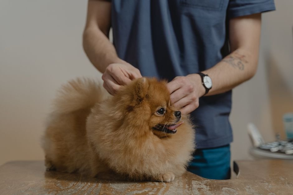 pet care — Rethinking Pet Care: Should the UK Ban Over-the-Counter Flea Treatment (inline 1)