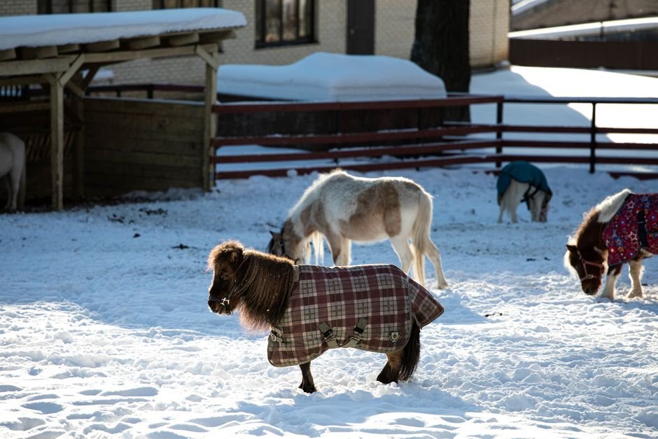 therapy — Miniature Horse Rusty: A New Beacon of Hope in London Therapy (inline 1)