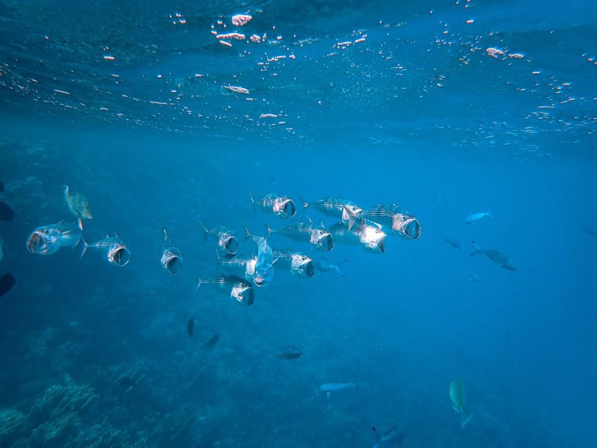 Is — Is a transparent fish the future of brain science? This center is bett (inline 1)