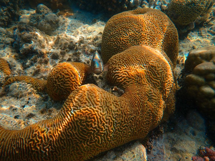 brain science — Is the Future of Brain Science Hiding in a Tiny Fish? (photo)