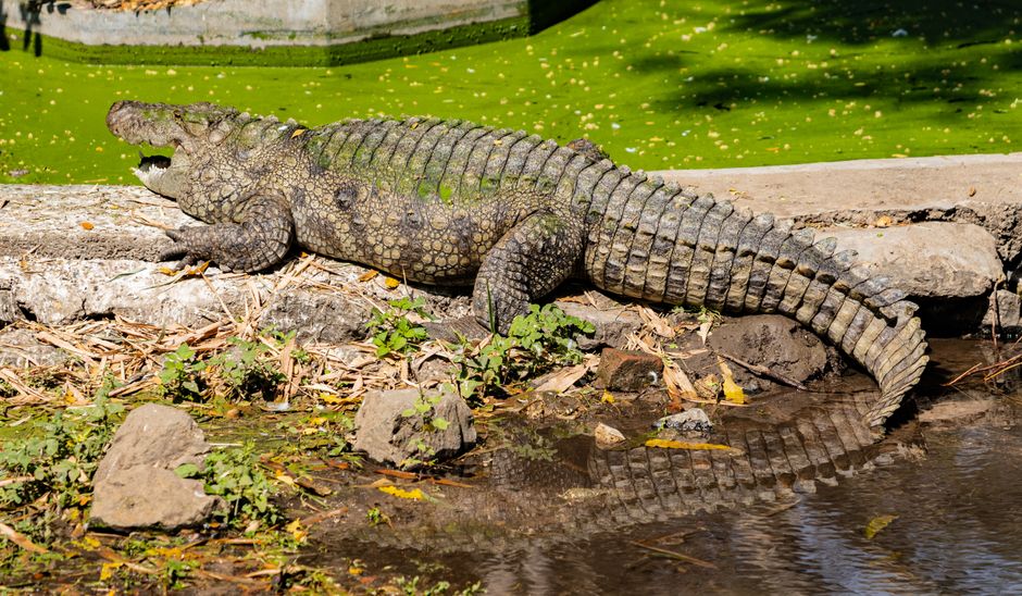 crime — Crocodile Drama: Police Rescue 3-Year-Old at Zoo (inline 1)