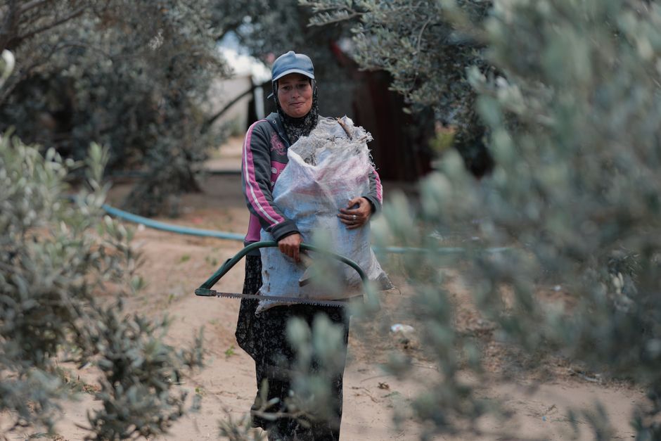 Middle East — Israel's Olive Tree Burnings: A Symbol of Occupation and Oppression (photo)