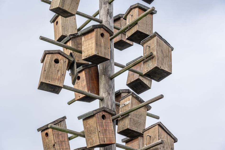 "Birdbuddy AI birdhouse" — "Birdbuddy Pro soars to $168: Can AI-powered birdhouse save Middle Eas (photo)