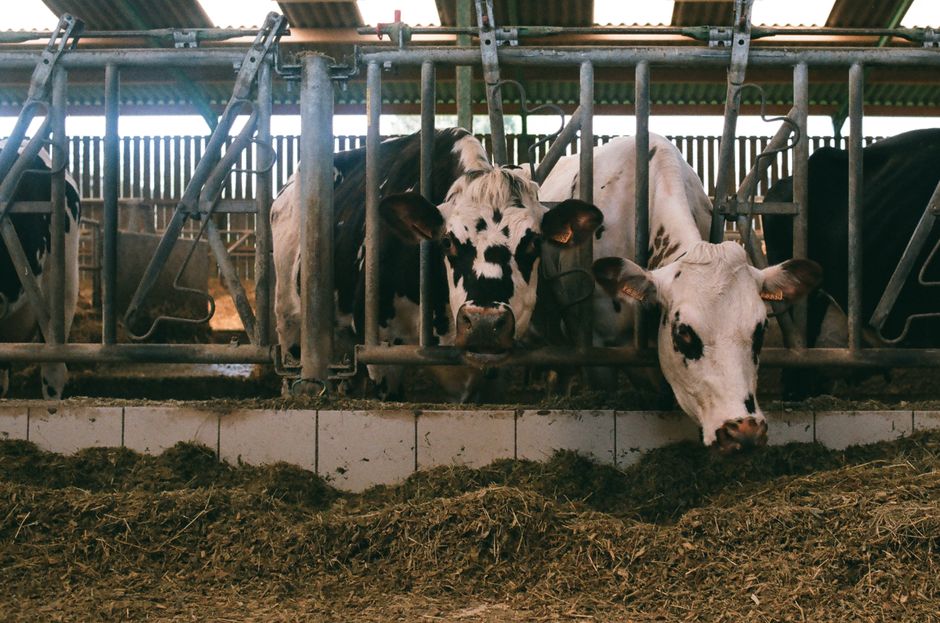 Chromium — World Chromium Set to Dominate Livestock Nutrition Market (inline 1)