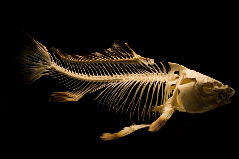 brain science — Is the key to brain science hiding in a tiny fish? (photo)