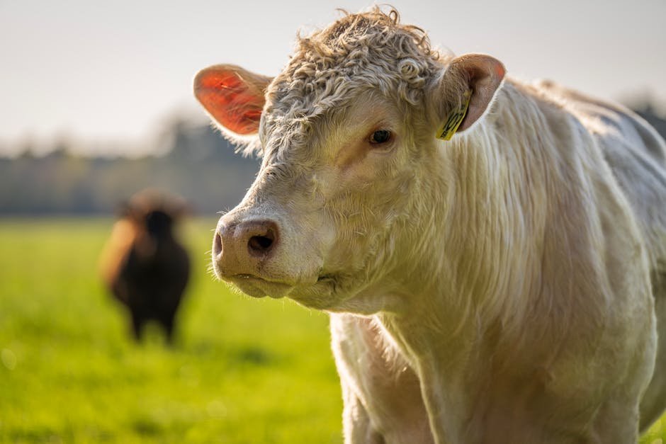 Brazilian beef — UK Considers EU-style Brazilian Beef Ban: A Sustainability Showdown (inline 2)