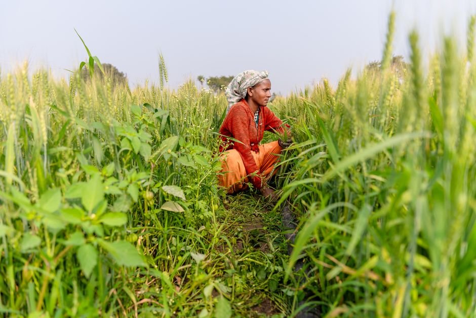 fertility rate — India's Fertility Rate Plummets: A Demographic Crisis Unfolds (inline 2)