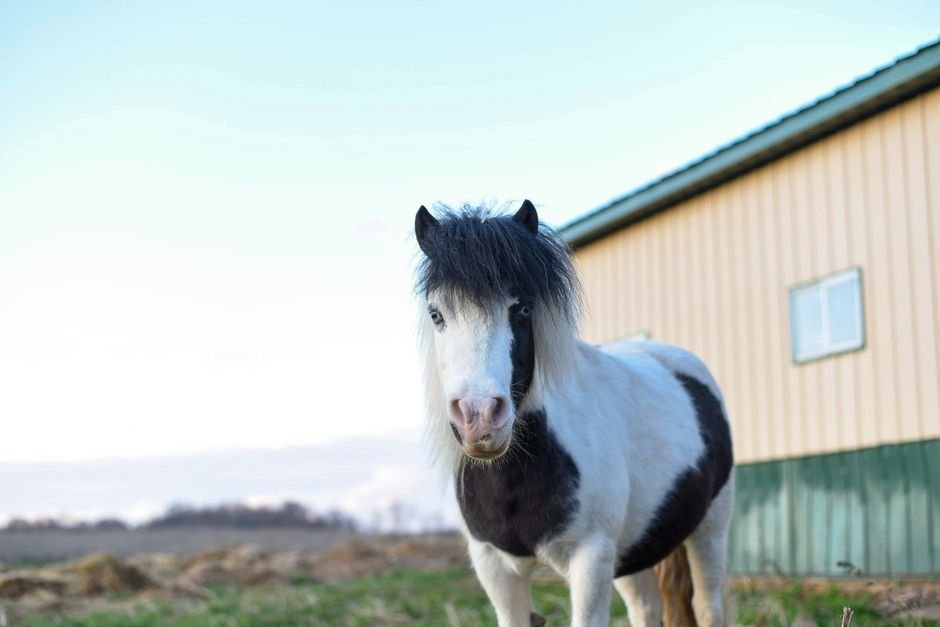 therapy — Miniature Horse Rusty: A New Beacon of Hope in London Therapy (inline 2)