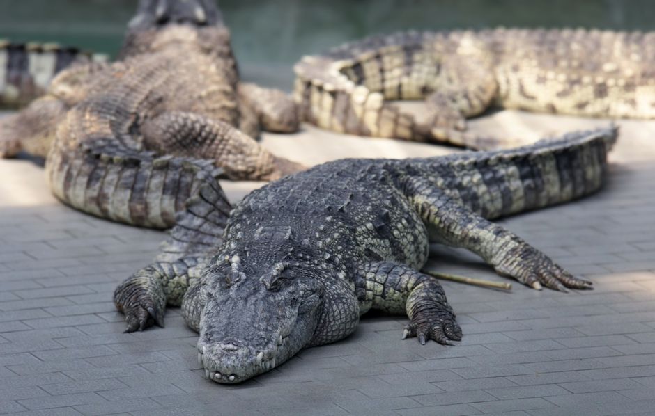crime — Crocodile Drama: Police Rescue 3-Year-Old at Zoo (inline 2)