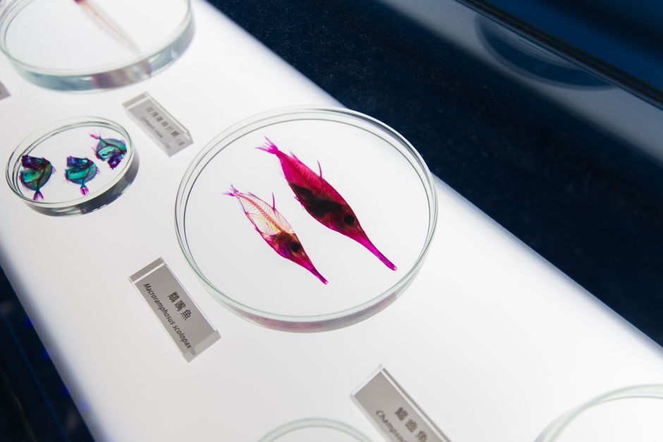 brain science — Is the Future of Brain Science Swimming in a Petri Dish Near You? (photo)