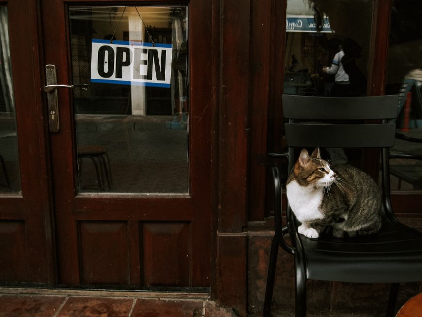 Ino Cat FIFA racism. — Ino Cat Receives Olive Branch from FIFA - A Glimmer of Hope for Korean (photo)