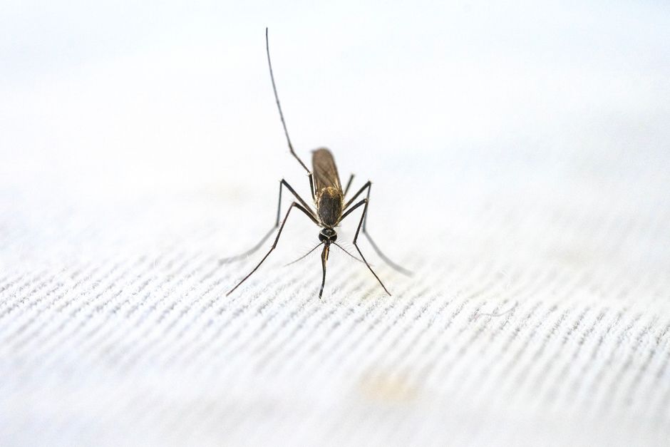 Sri Lanka dengue — Sri Lanka's Desperate Move to Tackle Dengue Outbreak (photo)