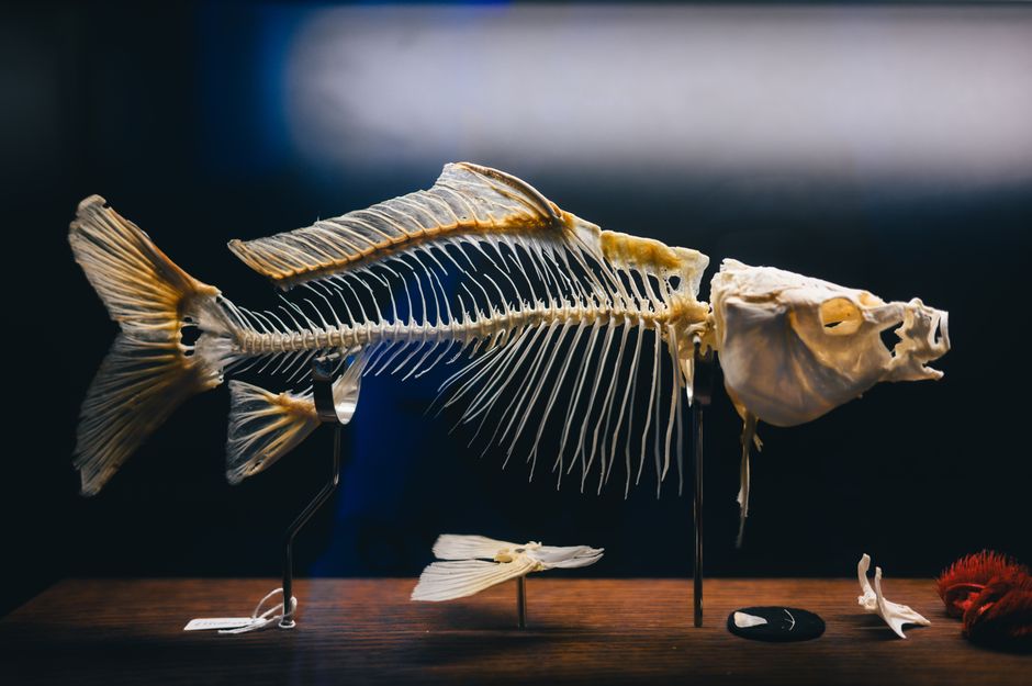 brain science — Brain Science's Next Big Catch: Is it a Fish? (photo)