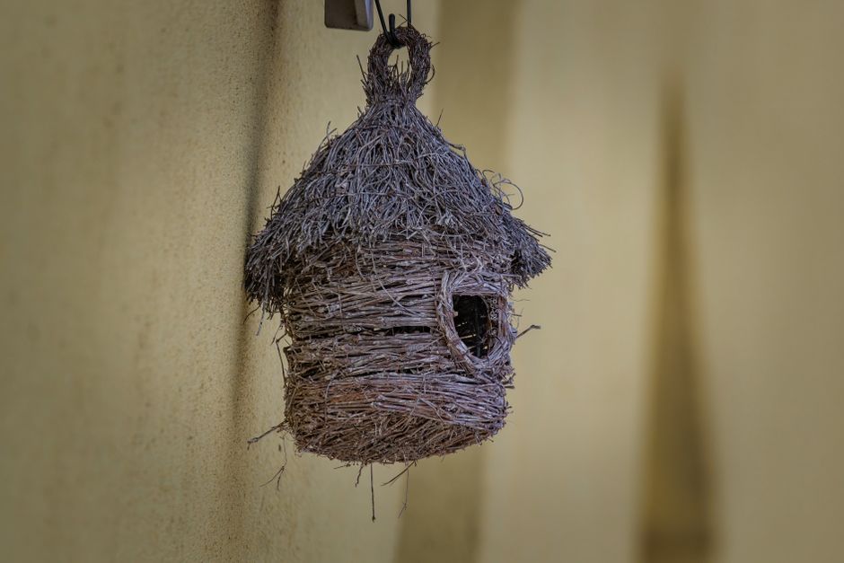 "Birdbuddy AI birdhouse" — "Birdbuddy Pro soars to $168: Can AI-powered birdhouse save Middle Eas (photo)