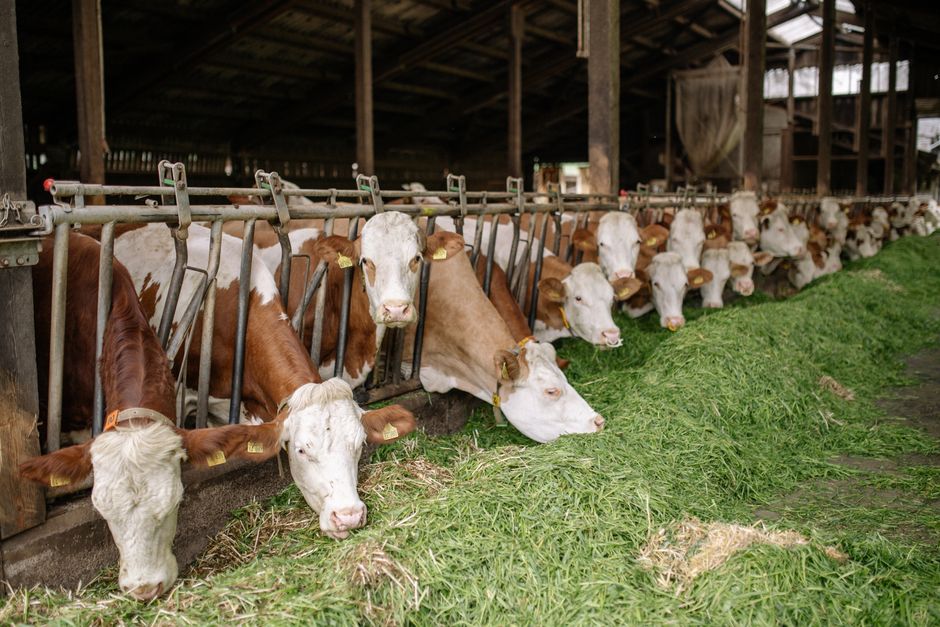 Chromium — World Chromium Set to Dominate Livestock Nutrition Market (inline 2)