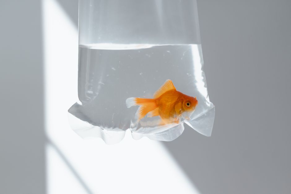 Is — Is a transparent fish the future of brain science? This center is bett (inline 2)