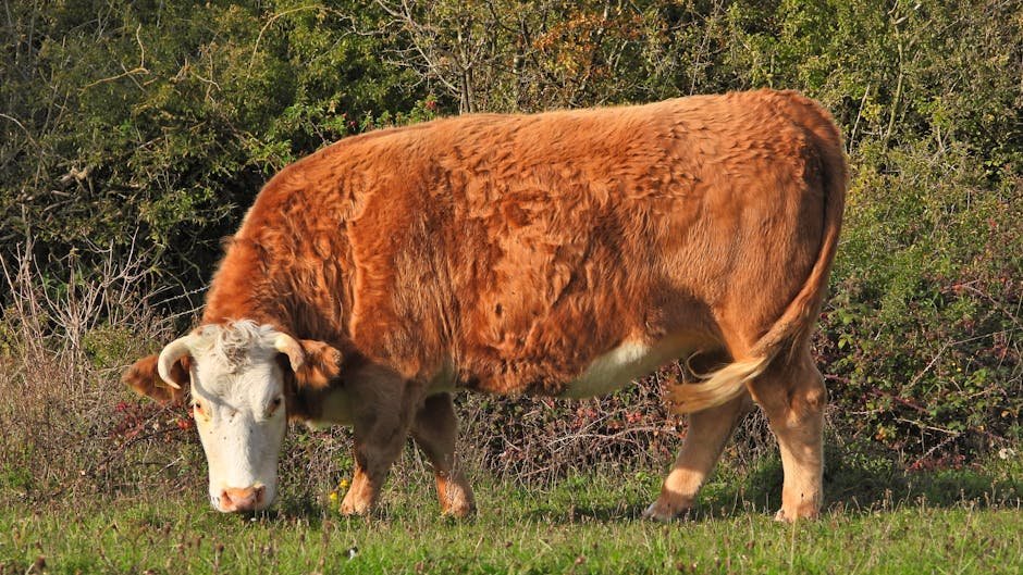 Brazilian beef — UK Considers EU-style Brazilian Beef Ban: A Sustainability Showdown (inline 3)