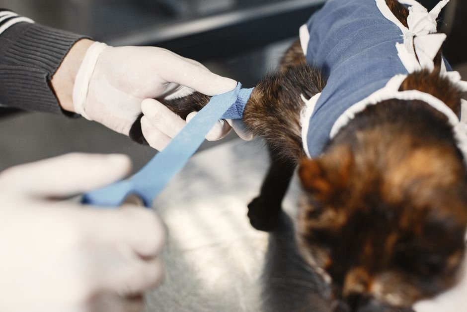 pet care — Rethinking Pet Care: Should the UK Ban Over-the-Counter Flea Treatment (inline 3)