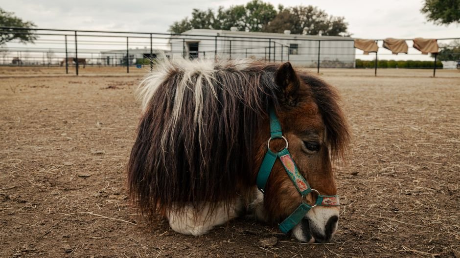 therapy — Miniature Horse Rusty: A New Beacon of Hope in London Therapy (inline 3)