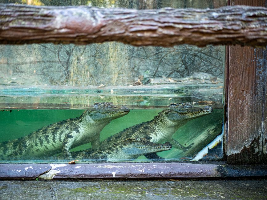 crime — Crocodile Drama: Police Rescue 3-Year-Old at Zoo (inline 3)