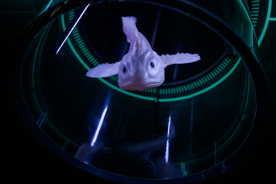 brain research — Fishy business: Can a tiny fish unlock the secrets of the human brain? (photo)
