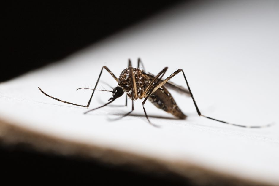 Sri Lanka dengue — Sri Lanka's Desperate Move to Tackle Dengue Outbreak (photo)