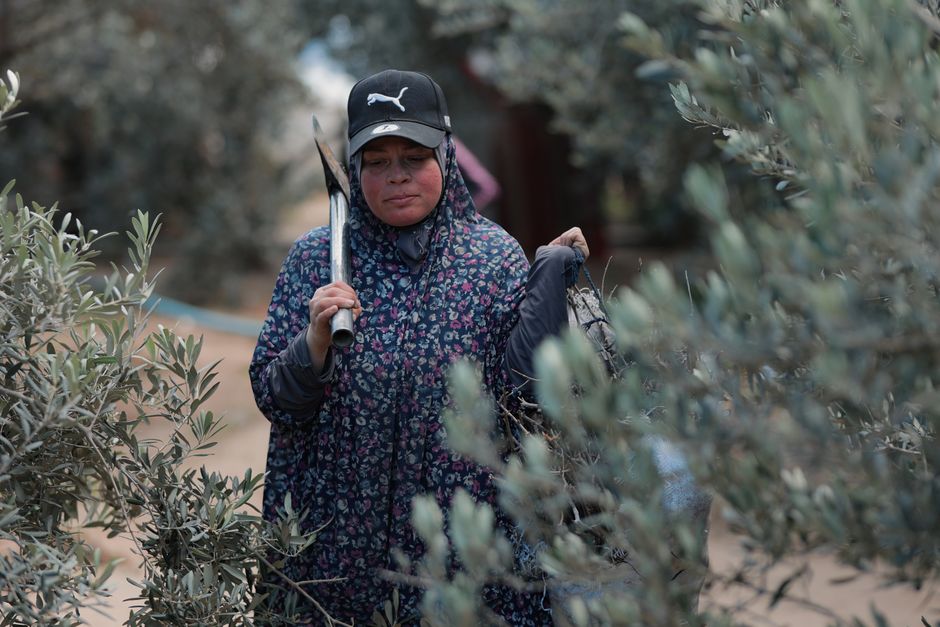 Middle East — Israel's Olive Tree Burnings: A Symbol of Occupation and Oppression (photo)