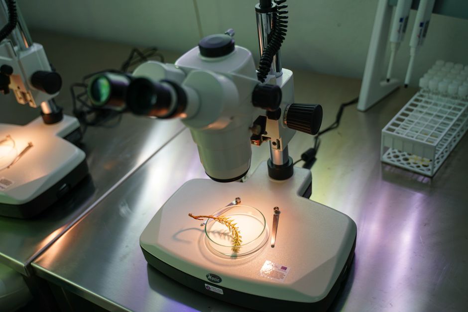 artificial intelligence — AI Steers Entomology Towards a New Era of Discovery (photo)