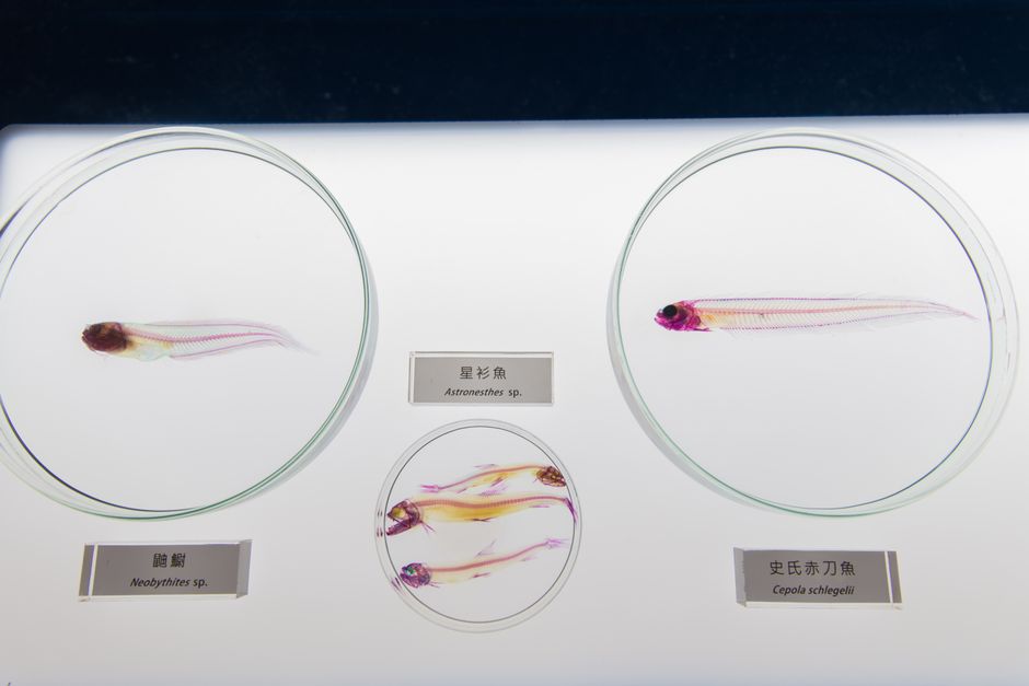 brain science — The Future of Brain Science May be Swimming in a Tiny, Transparent Fis (photo)