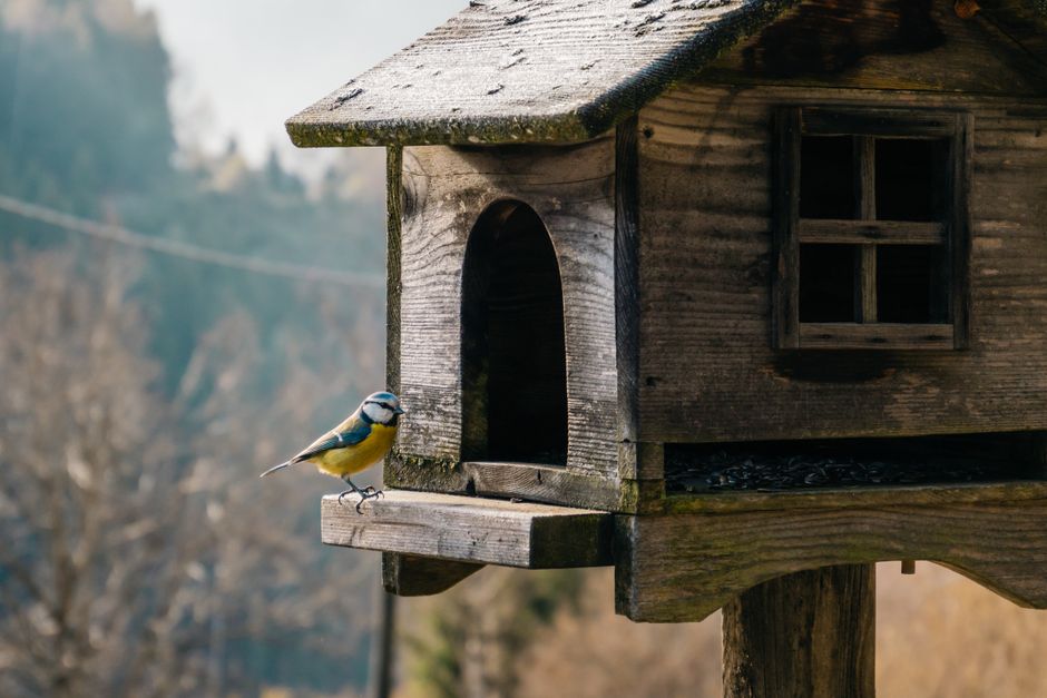 "Birdbuddy AI birdhouse" — "Birdbuddy Pro soars to $168: Can AI-powered birdhouse save Middle Eas (photo)