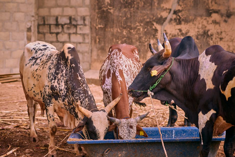 Chromium — World Chromium Set to Dominate Livestock Nutrition Market (inline 3)