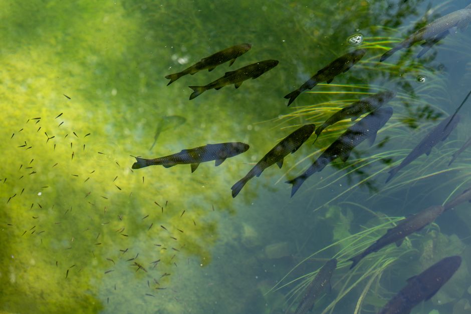 Is — Is a transparent fish the future of brain science? This center is bett (inline 3)