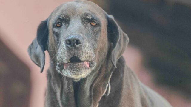 compassion — Is our compassion measured by ice cream for dogs? (featured)