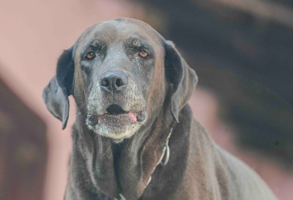 compassion — Is our compassion measured by ice cream for dogs? (featured)