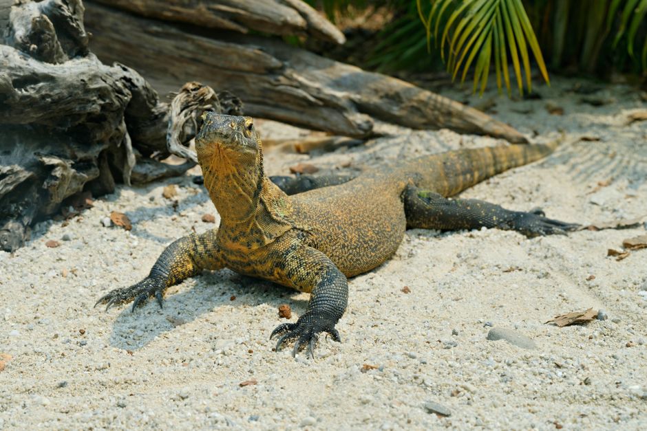 Godzilla Effect — The Godzilla Effect: When Merchandising Trumps Meaning. (featured)