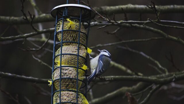 Artificial Intelligence — Is the AI-powered bird feeder a Trojan horse for data collection? (featured)