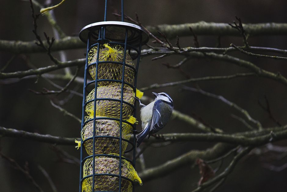 Artificial Intelligence — Is the AI-powered bird feeder a Trojan horse for data collection? (featured)