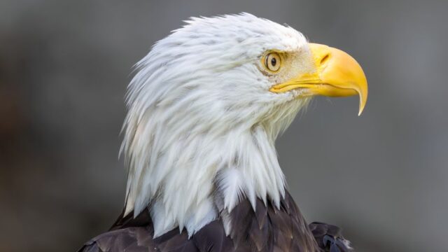 Jackie the Eagle — Jackie the Eagle's Tarnished Throne: A Brutal Reality Check (featured)