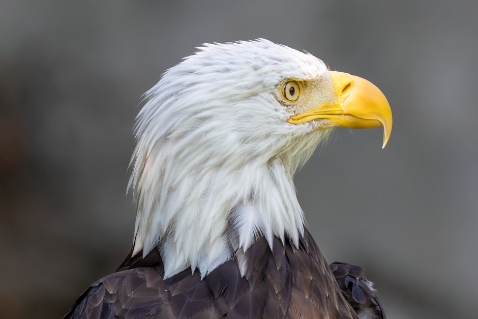 Jackie the Eagle — Jackie the Eagle's Tarnished Throne: A Brutal Reality Check (featured)