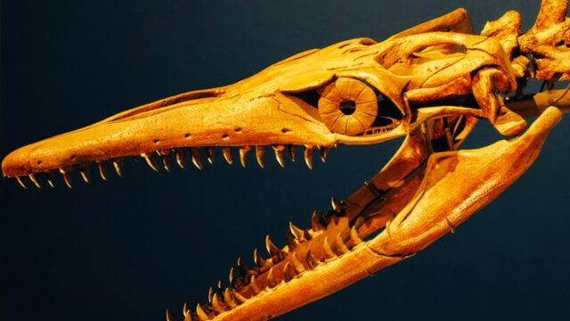 Mastodonsaurus — 2,000 volunteers unite to restore 240-million-year-old predator (featured)