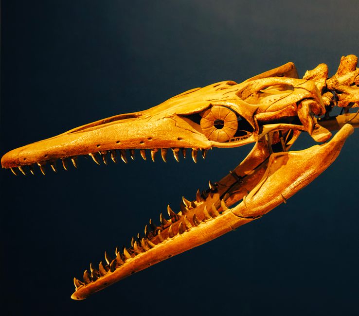 Mastodonsaurus — 2,000 volunteers unite to restore 240-million-year-old predator (featured)
